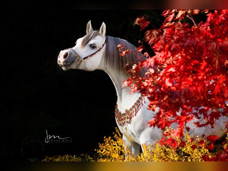 Arabian horses Stallion in S&#xF6;ll
