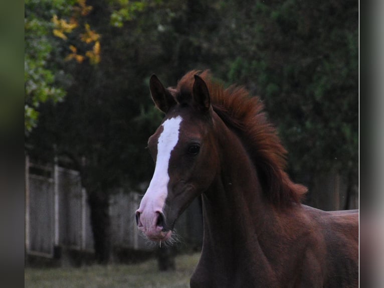 Arabian horses Stallion Foal (05/2025) 10,2 hh Chestnut in Sofia