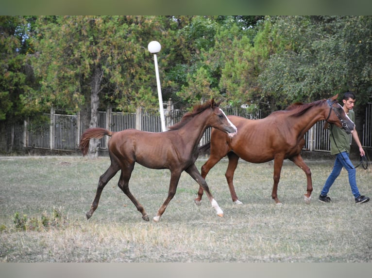 Arabian horses Stallion Foal (05/2025) 10,2 hh Chestnut in Sofia