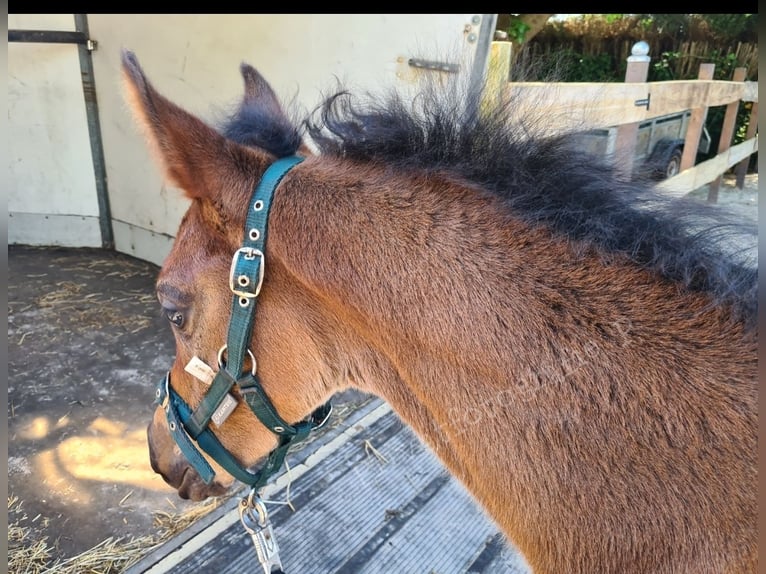Arabian horses Stallion  11,3 hh Bay-Dark in Ostrhauderfehn