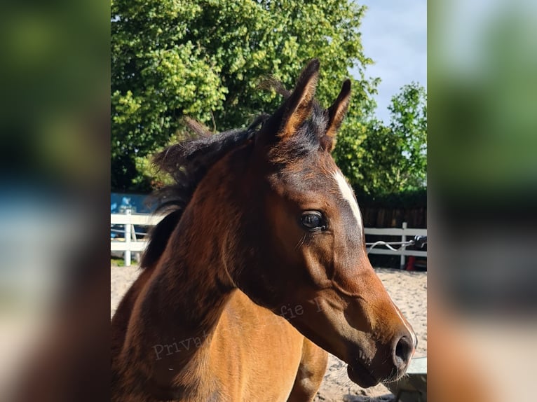 Arabian horses Stallion  11,3 hh Bay-Dark in Ostrhauderfehn