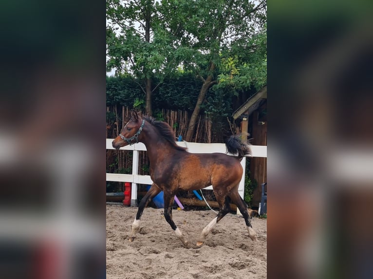 Arabian horses Stallion Foal (03/2025) 11,3 hh Bay-Dark in Ostrhauderfehn