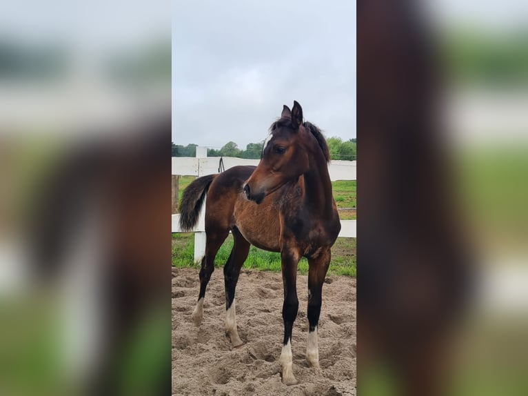Arabian horses Stallion Foal (03/2025) 11,3 hh Bay-Dark in Ostrhauderfehn