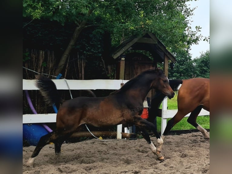 Arabian horses Stallion Foal (03/2025) 11,3 hh Bay-Dark in Ostrhauderfehn