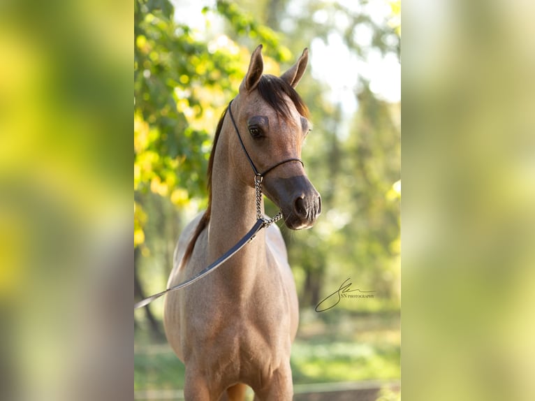 Arabian horses Stallion Foal (01/2024) 13,2 hh Gray in Komárov