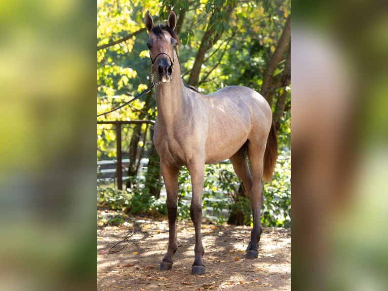 Arabian horses Stallion Foal (01/2024) 13,2 hh Gray in Komárov