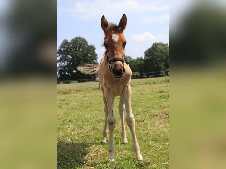 Arabian horses Stallion Foal (05/2024) 14,2 hh Brown-Light in Rietberg