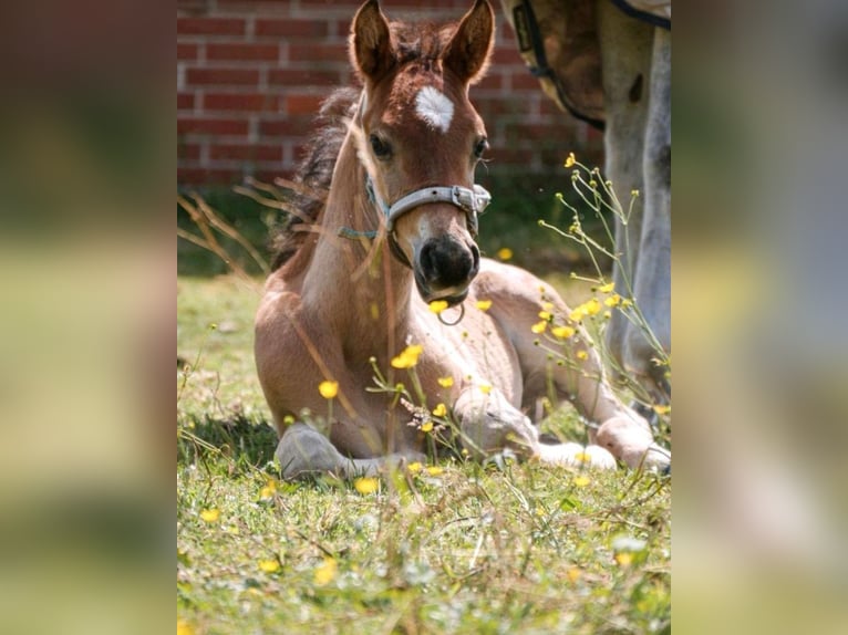 Arabian horses Stallion Foal (05/2024) 14,2 hh Brown-Light in Rietberg