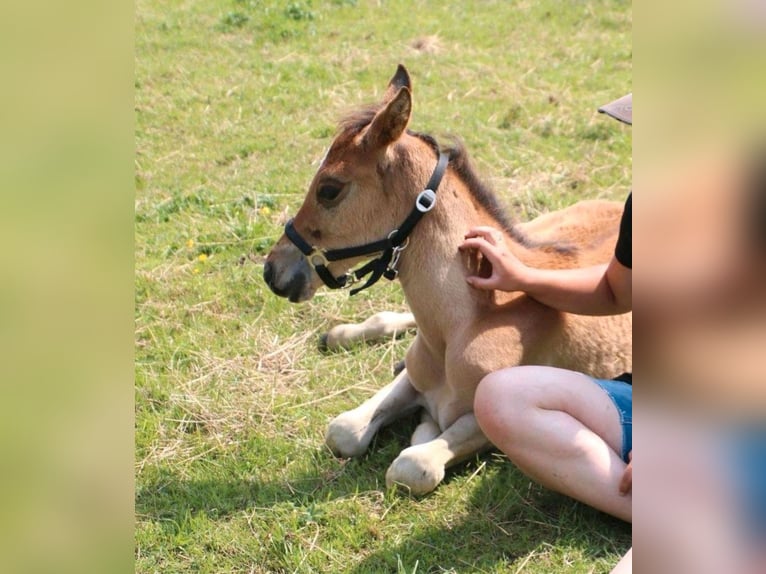 Arabian horses Stallion Foal (05/2024) 14,2 hh Brown-Light in Rietberg