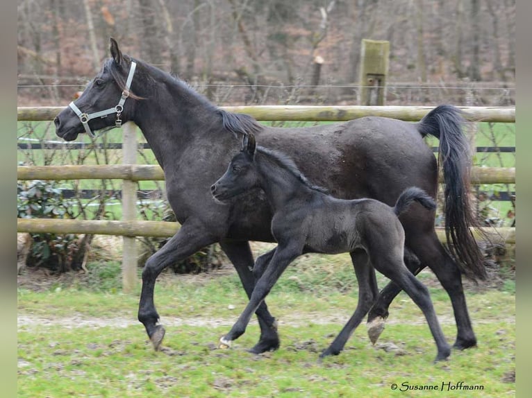 Arabian horses Stallion Foal (02/2024) 15,1 hh Black in Mörsdorf