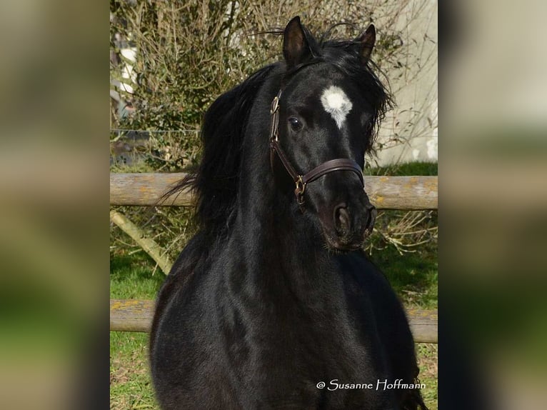 Arabian horses Stallion Foal (02/2024) 15,1 hh Black in Mörsdorf