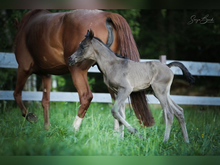 Arabian horses Stallion Foal (05/2024) 15,1 hh Black in Moosbach