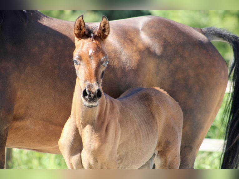 Arabian horses Stallion Foal (05/2024) 15,1 hh Brown in Wangerland