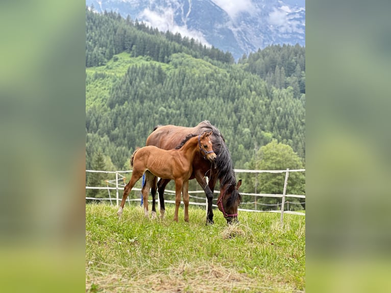 Arabian horses Stallion Foal (04/2024) 15,1 hh Brown in Hinterstoder