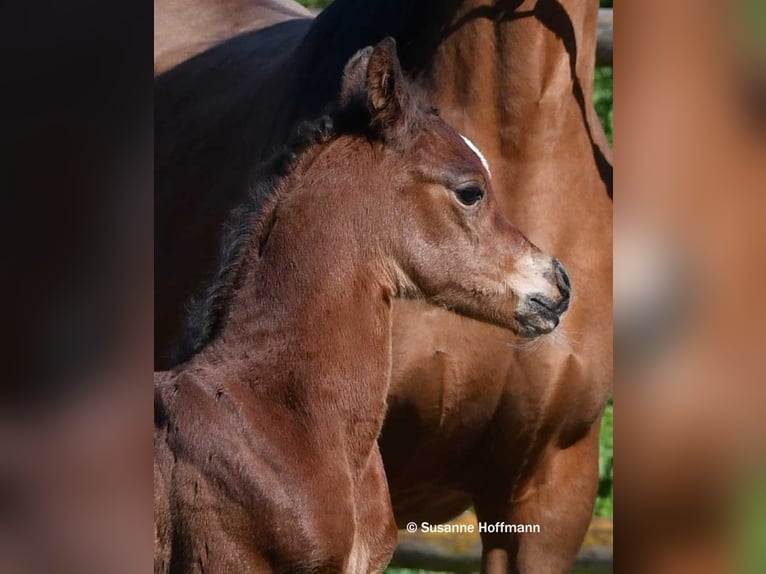 Arabian horses Stallion Foal (03/2026) 15.1 hh Brown in Mörsdorf