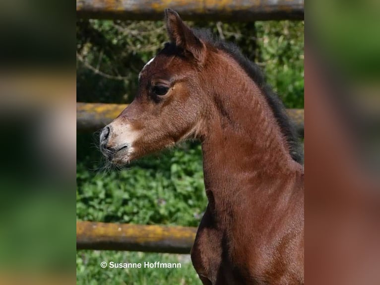 Arabian horses Stallion Foal (03/2026) 15.1 hh Brown in Mörsdorf