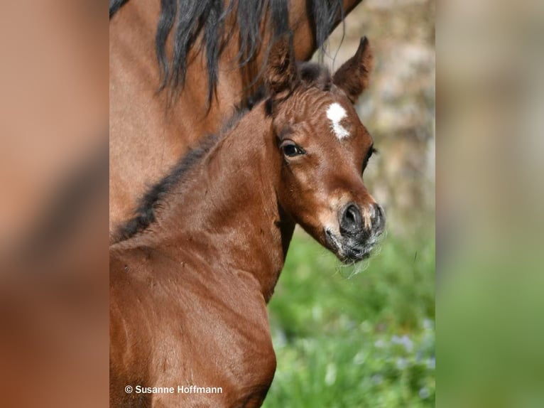Arabian horses Stallion Foal (03/2026) 15.1 hh Brown in Mörsdorf