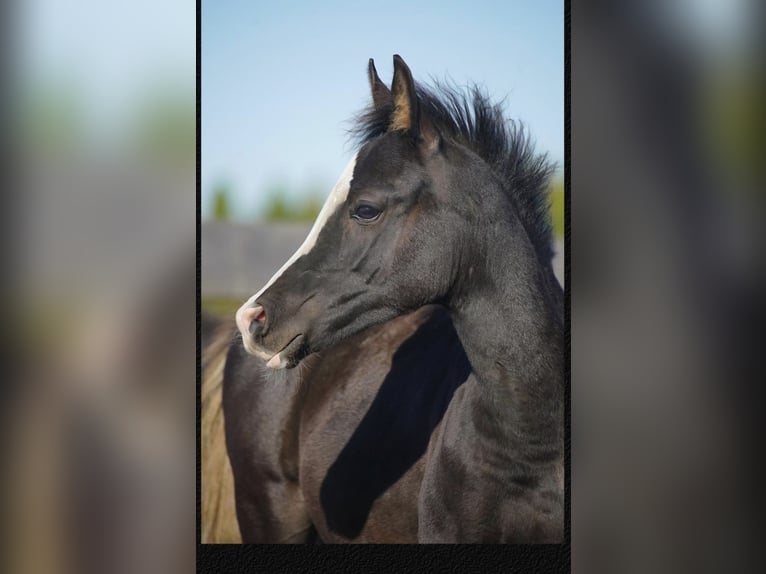 Arabian horses Stallion Foal (04/2026) 15.1 hh  in Papendrecht