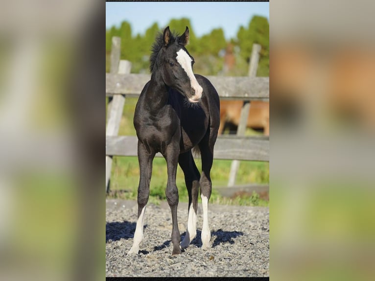 Arabian horses Stallion Foal (04/2026) 15.1 hh  in Papendrecht