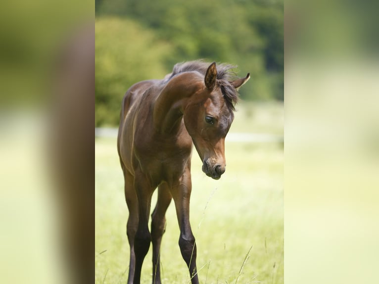 Arabian horses Stallion Foal (01/2024) 15,2 hh Bay-Dark in Leutershausen