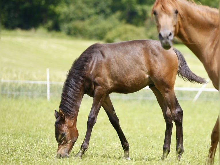 Arabian horses Stallion Foal (01/2024) 15,2 hh Bay-Dark in Leutershausen