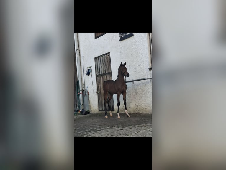 Arabian horses Stallion Foal (05/2024) 15,2 hh Brown in Ustersbach