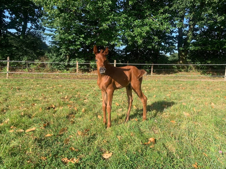 Arabian horses Stallion Foal (07/2024) 15,2 hh Chestnut-Red in Saint-Launeuc