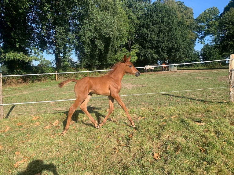 Arabian horses Stallion Foal (07/2024) 15,2 hh Chestnut-Red in Saint-Launeuc