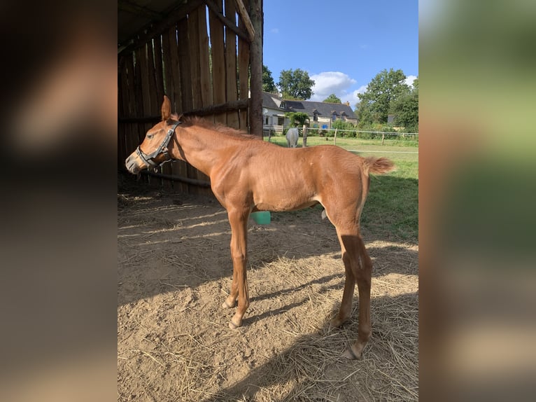 Arabian horses Stallion Foal (07/2024) 15,2 hh Chestnut-Red in Saint-Launeuc