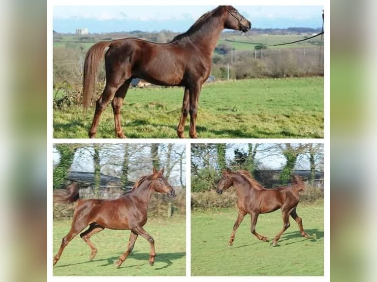 Arabian horses Stallion Foal (07/2024) 15,2 hh Chestnut-Red in Saint-Launeuc