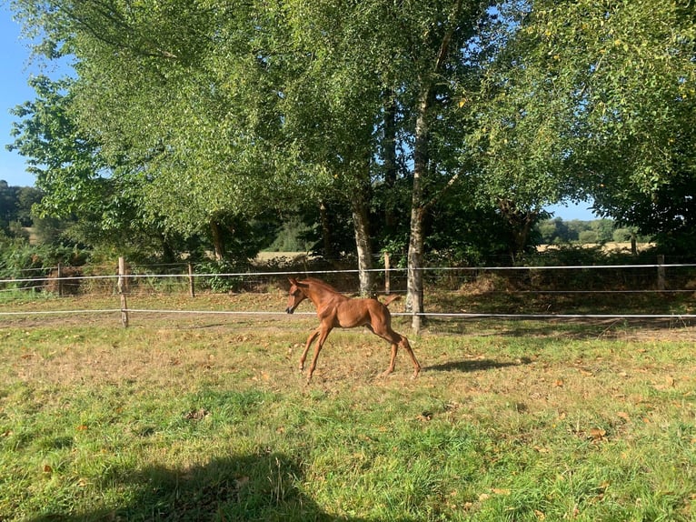 Arabian horses Stallion Foal (07/2024) 15,2 hh Chestnut-Red in Saint-Launeuc