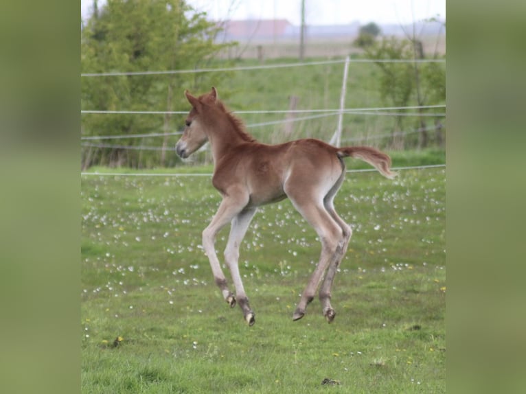 Arabian horses Stallion Foal (04/2024) 15,2 hh Chestnut-Red in Wittmund