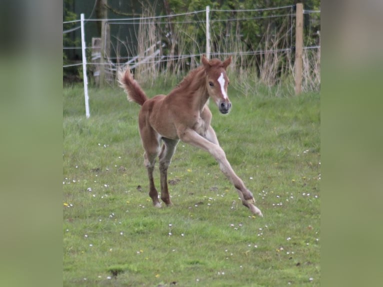 Arabian horses Stallion Foal (04/2024) 15,2 hh Chestnut-Red in Wittmund
