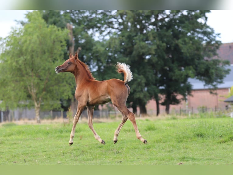 Arabian horses Stallion Foal (02/2024) 15,2 hh Chestnut-Red in Nieuwkoop