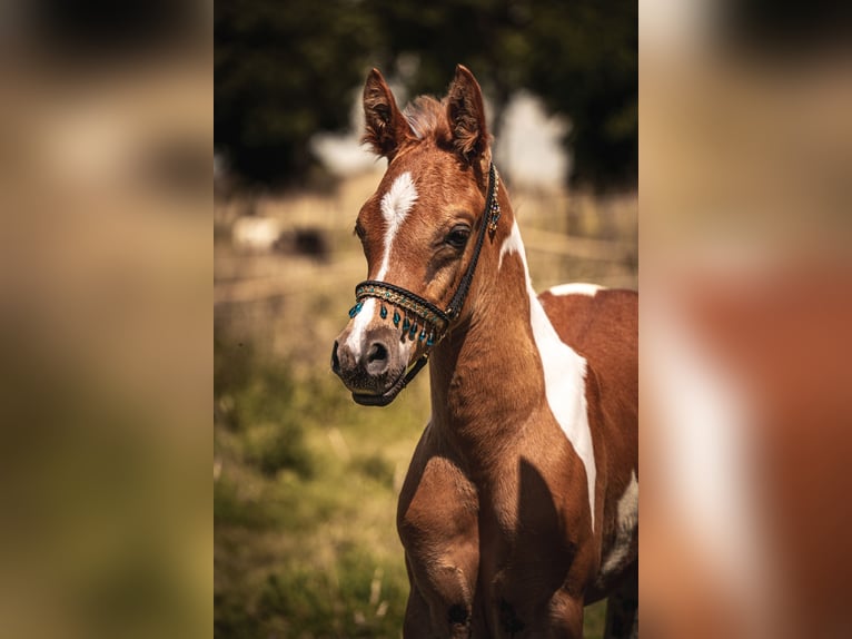 Arabian horses Stallion Foal (06/2024) 15,2 hh Pinto in Soest