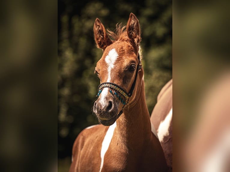 Arabian horses Stallion Foal (06/2024) 15,2 hh Pinto in Soest