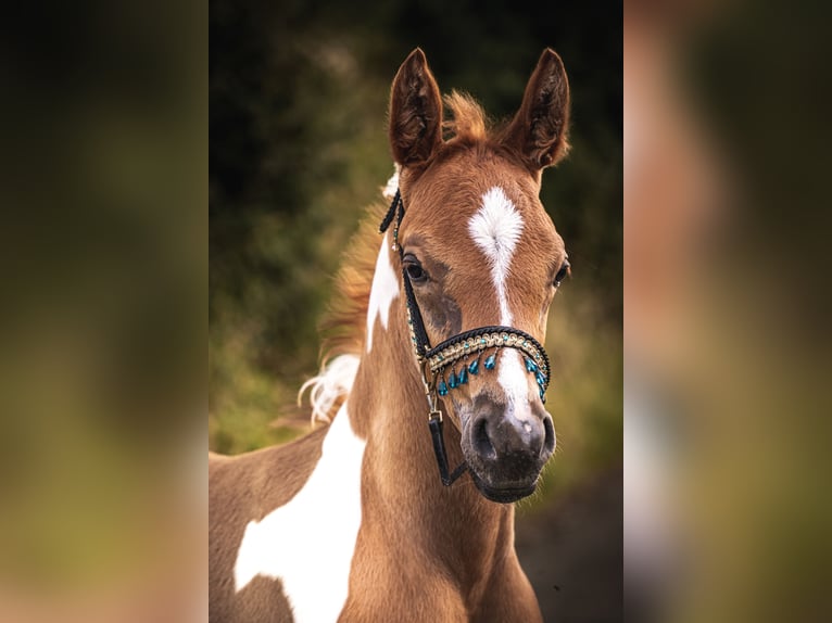 Arabian horses Stallion Foal (06/2024) 15,2 hh Pinto in Soest