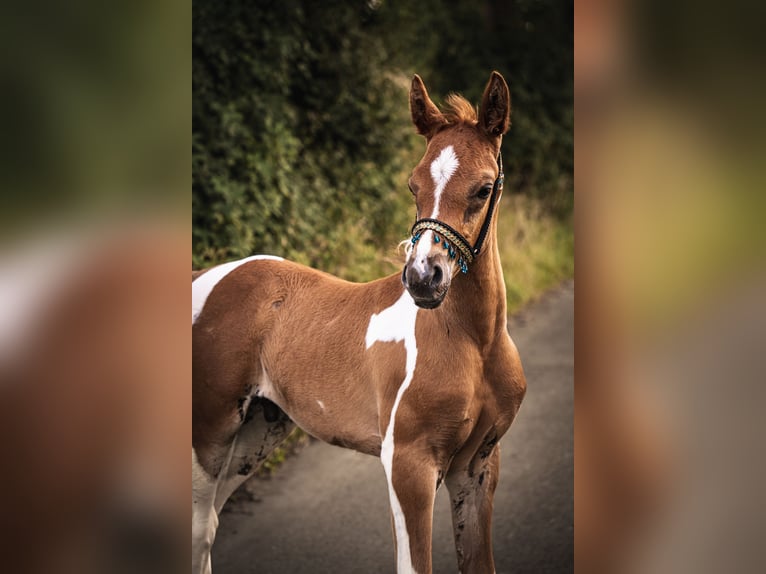 Arabian horses Stallion Foal (06/2024) 15,2 hh Pinto in Soest