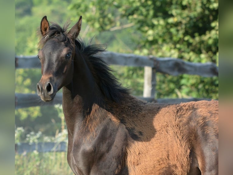 Arabian horses Stallion Foal (01/2025) 15 hh Bay-Dark in Koprivnica