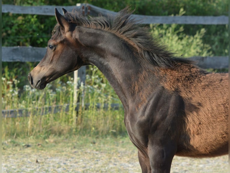 Arabian horses Stallion Foal (01/2025) 15 hh Bay-Dark in Koprivnica