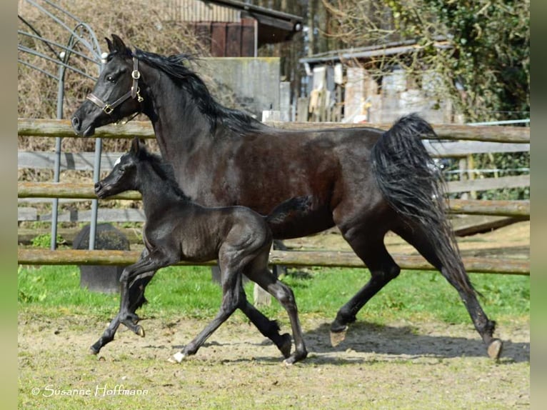 Arabian horses Stallion Foal (03/2024) 15 hh Black in Mörsdorf