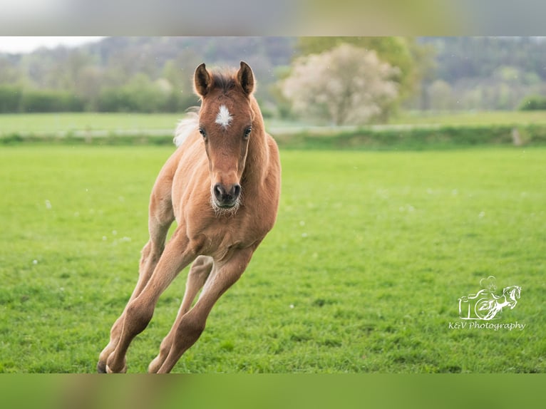 Arabian horses Stallion Foal (02/2024) 15 hh Brown in Herzberg am Harz