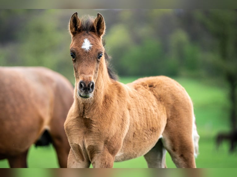 Arabian horses Stallion Foal (02/2024) 15 hh Brown in Herzberg am Harz