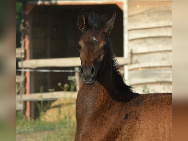 Arabian horses Stallion  15 hh Gray in Koprivnica