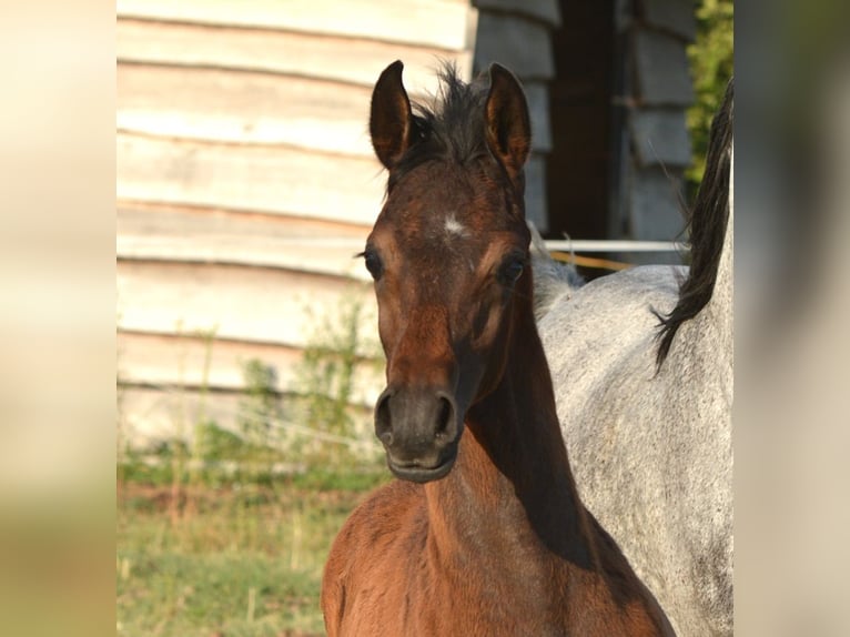 Arabian horses Stallion  15 hh Gray in Koprivnica