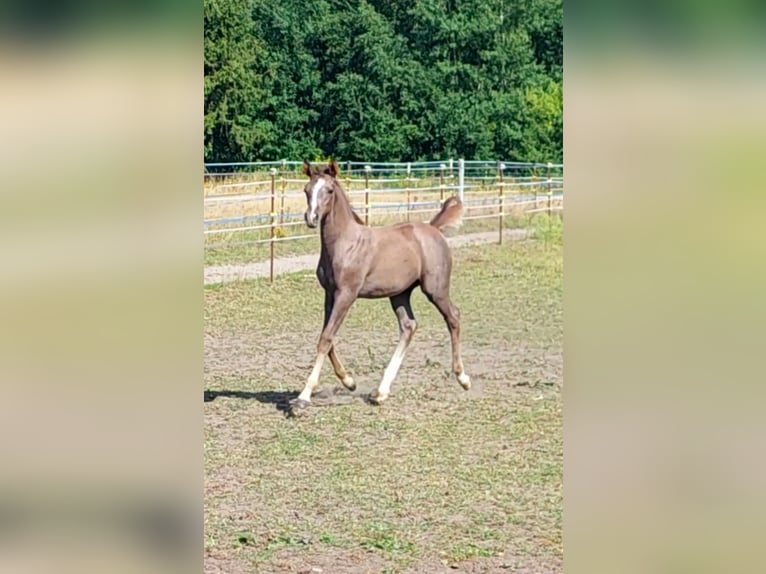 Arabian horses Stallion Foal (06/2025) 15 hh Grey in Eschede