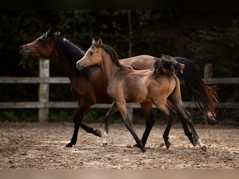 Arabian horses Stallion Foal (04/2025) 15 hh Grey in Reichshof