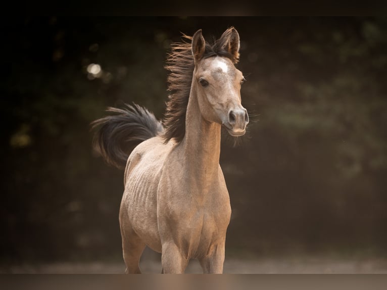 Arabian horses Stallion Foal (04/2025) 15 hh Grey in Reichshof