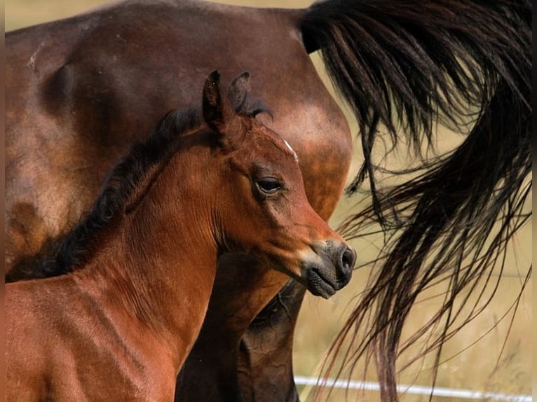 Arabian horses Stallion Foal (01/2025) 15,1 hh Brown in Goven