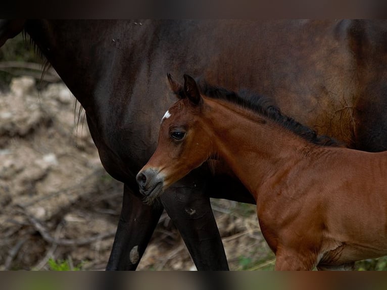 Arabian horses Stallion Foal (01/2025) 15,1 hh Brown in Goven